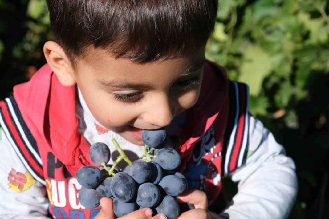 Saç ve cilt sağlığını koruyor, gözlere iyi geliyor! Türkiye'nin tescilli meyvesi kapış kapış satılıyor, kilosu 55 TL 25